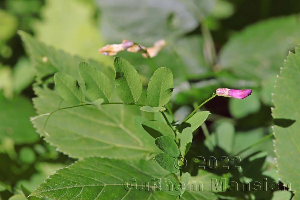 Vicia dumetorum