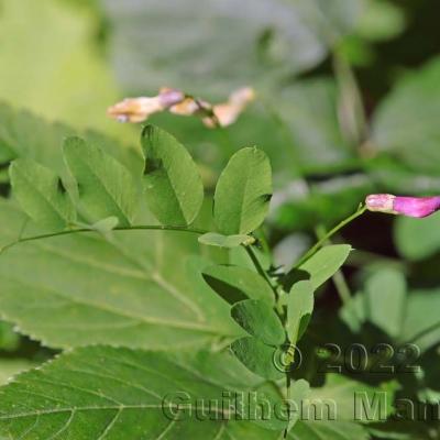 Vicia dumetorum