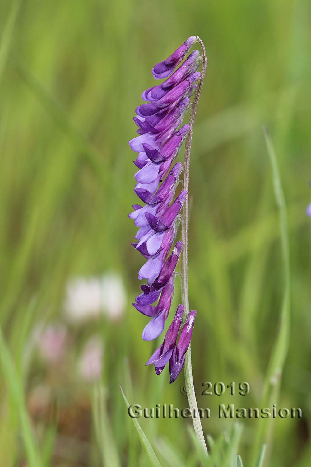 Vicia eriocarpa