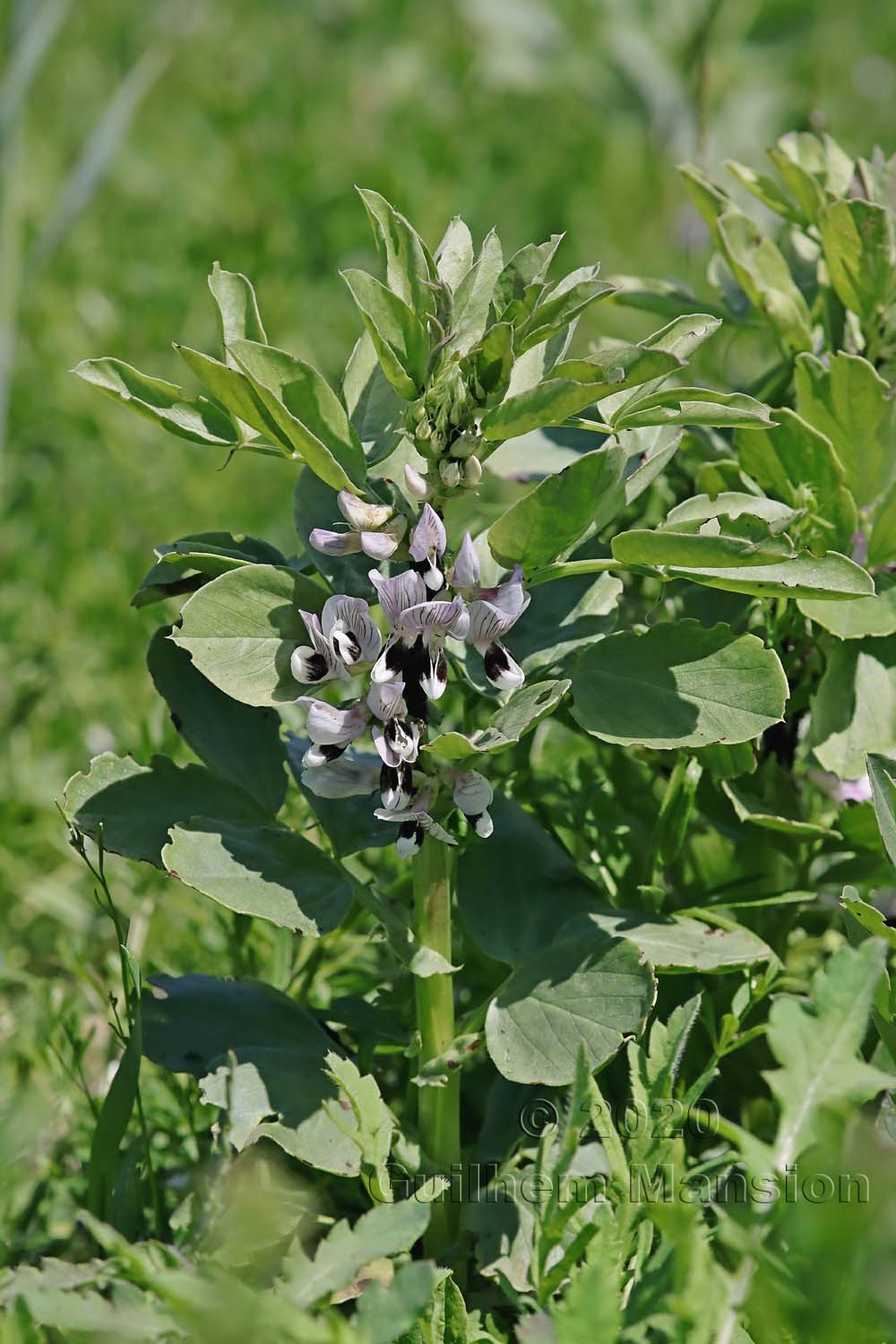 Vicia faba