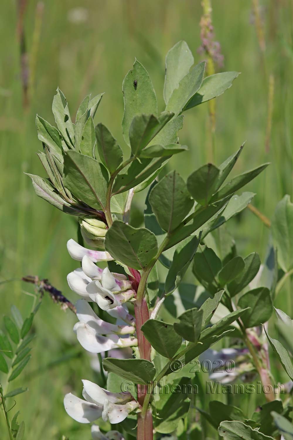 Vicia faba