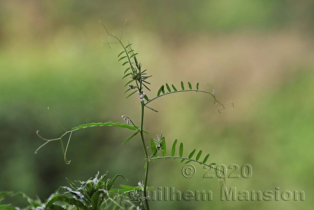 Vicia hirsuta