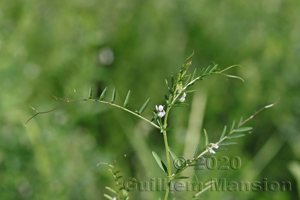 Vicia hirsuta