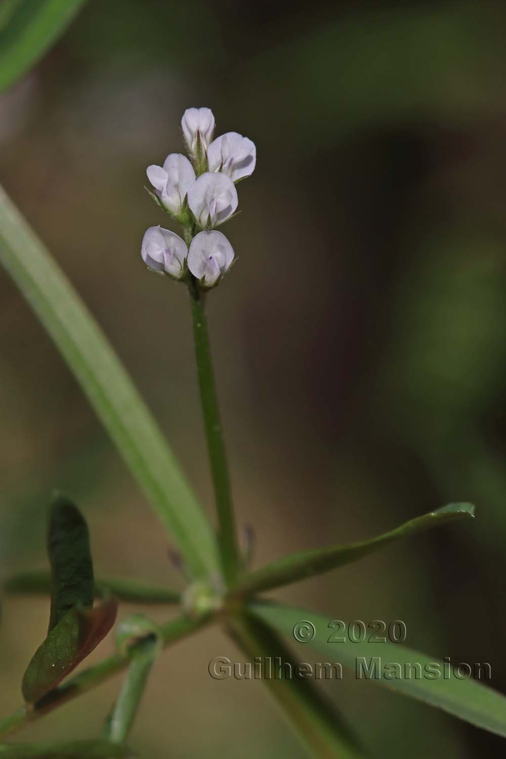 Vicia hirsuta