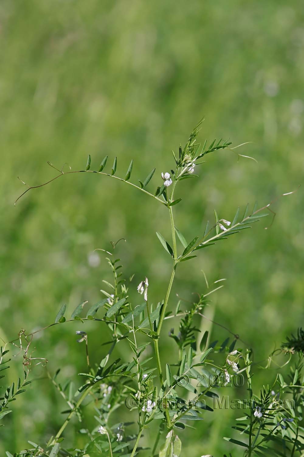 Vicia hirsuta