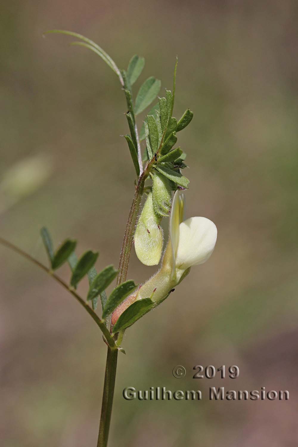 Vicia hybrida