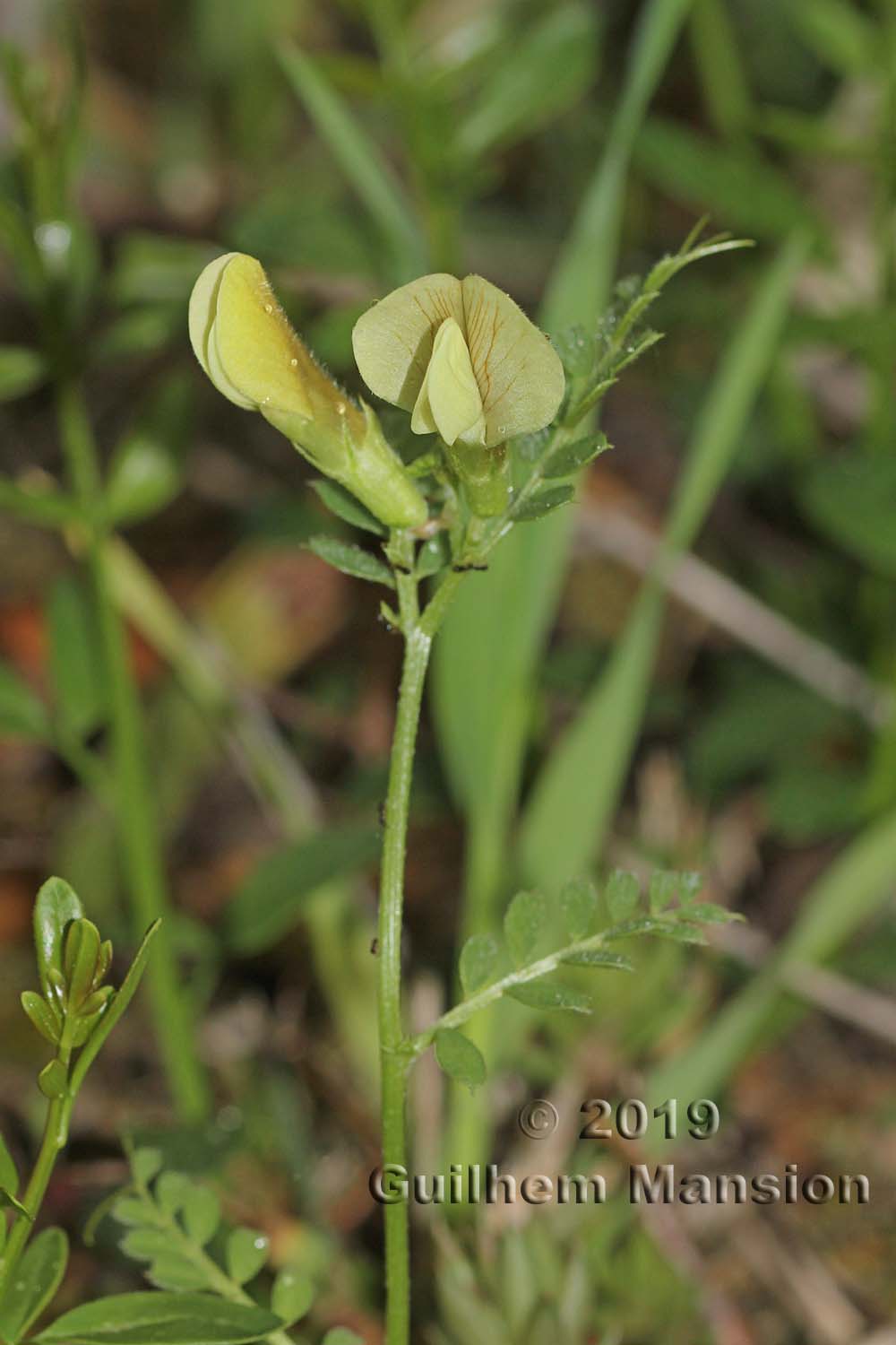 Vicia hybrida