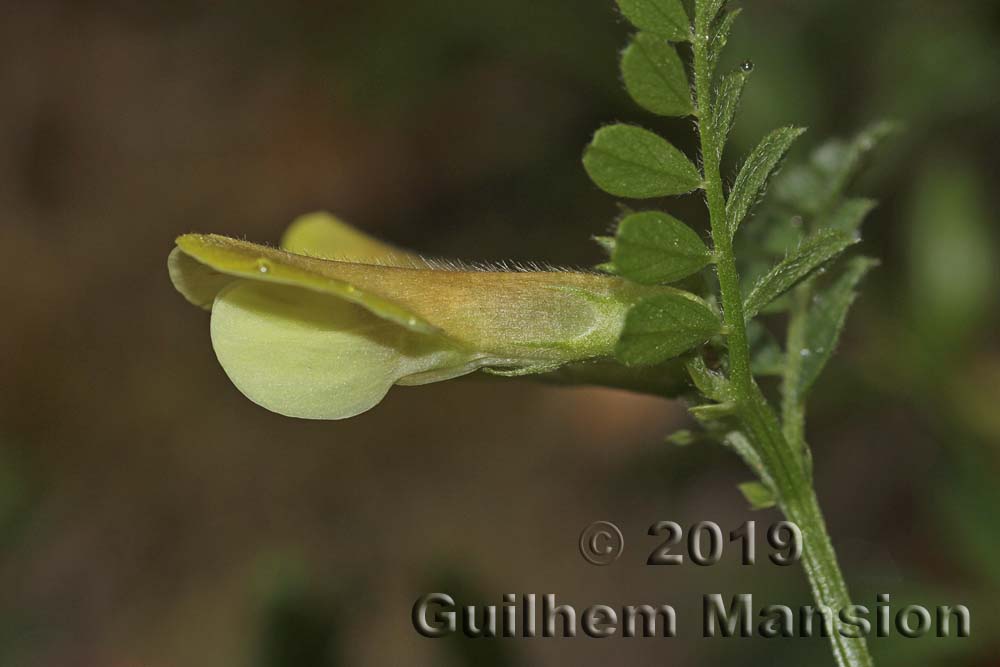 Vicia hybrida