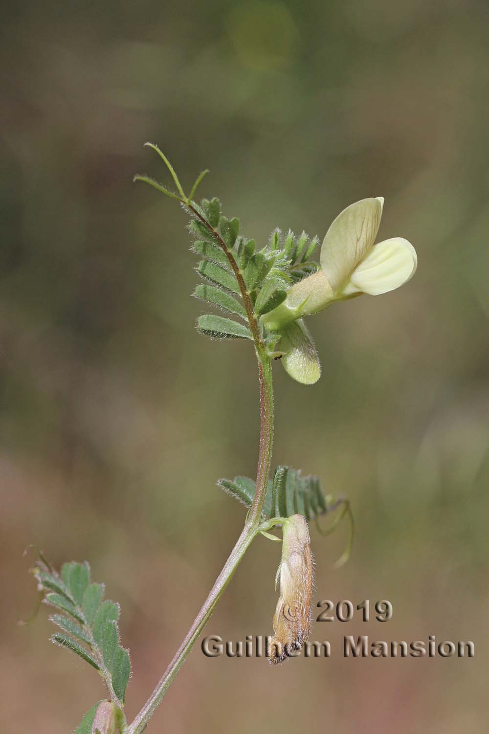 Vicia hybrida