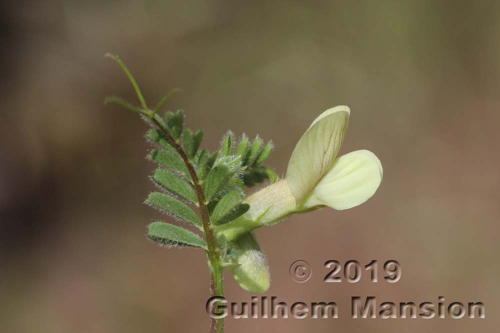 Vicia hybrida