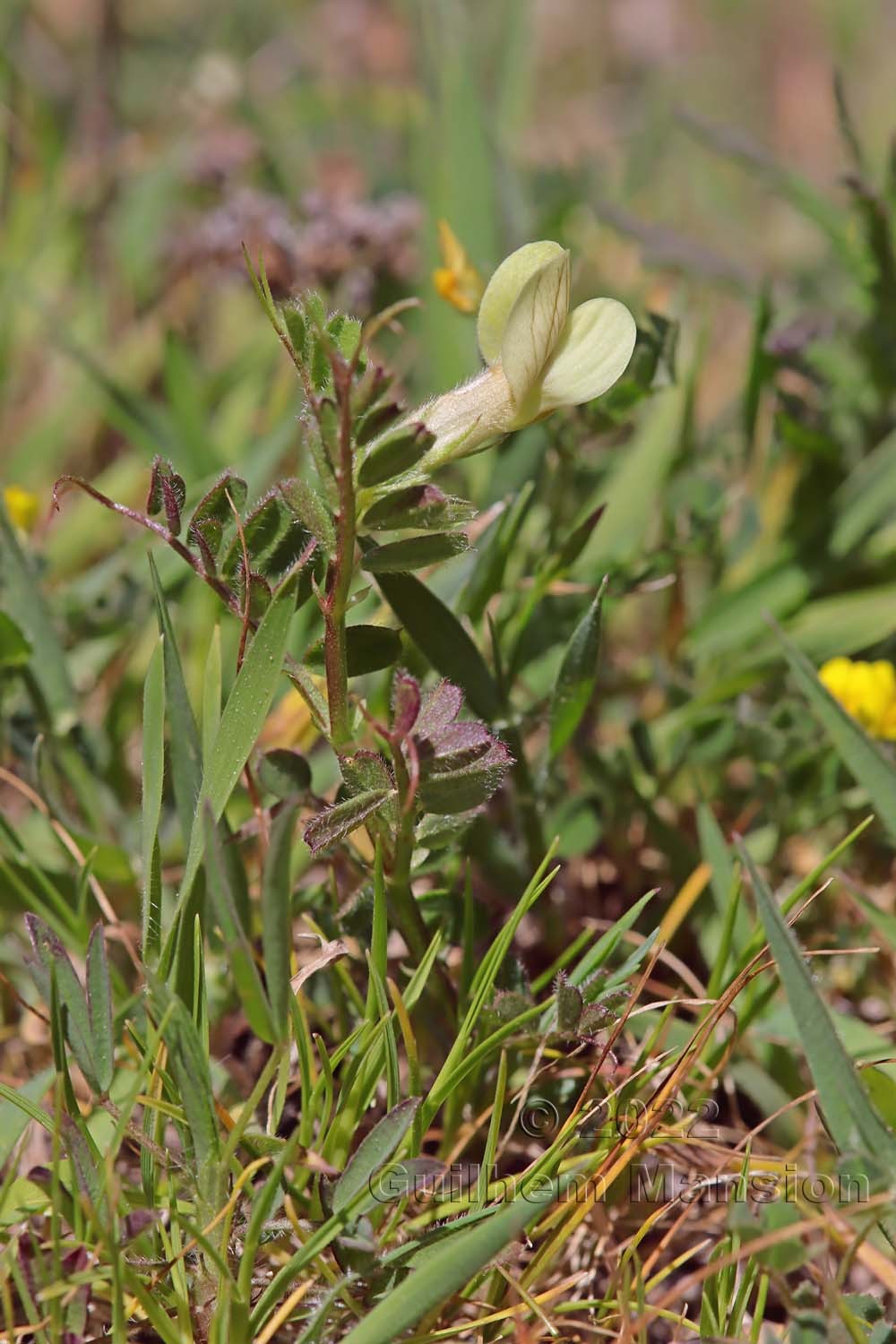 Vicia hybrida