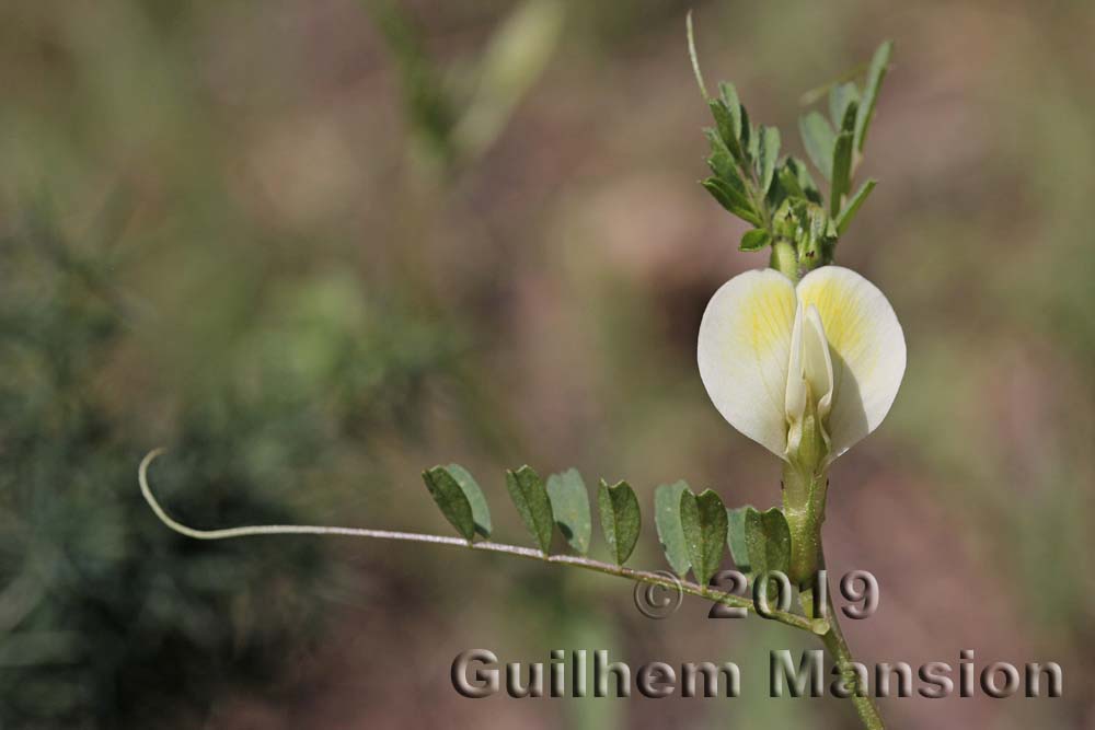 Vicia hybrida