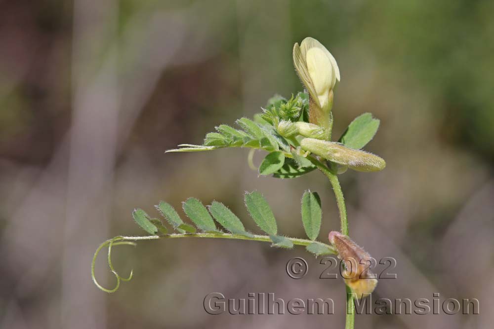 Vicia hybrida