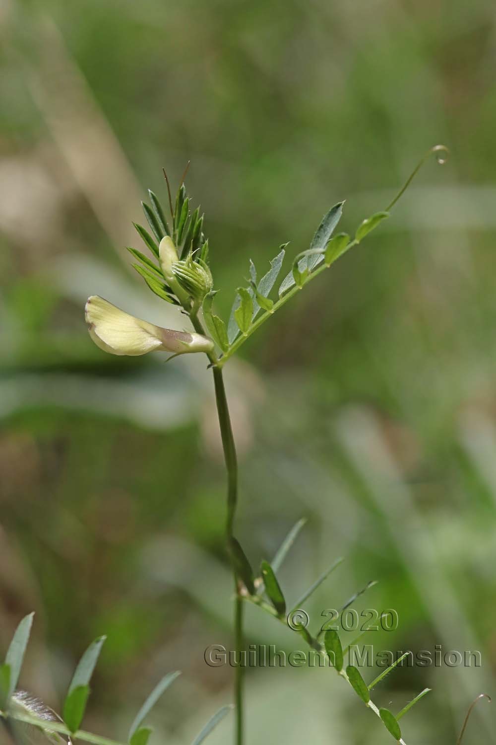 Vicia lutea