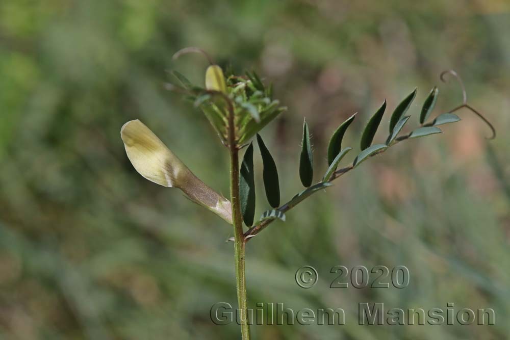 Vicia lutea