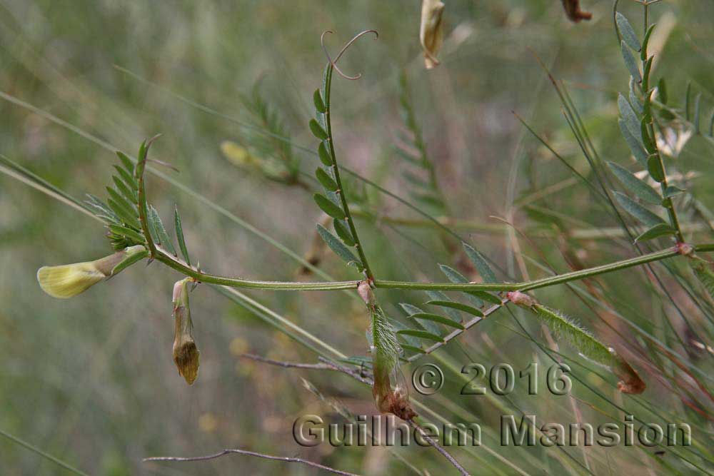 Vicia lutea