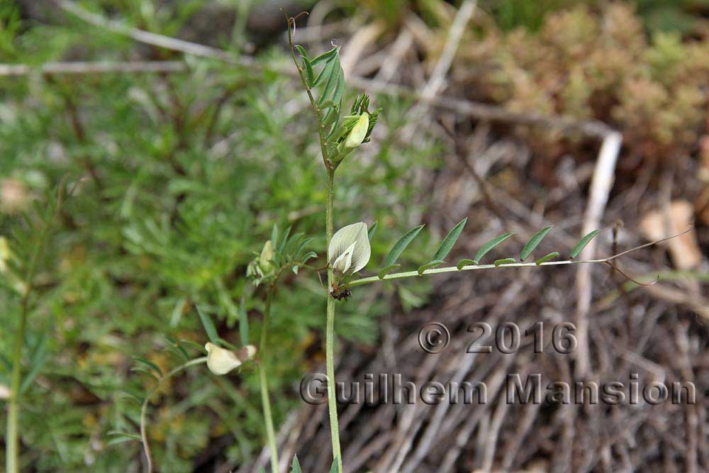 Vicia lutea