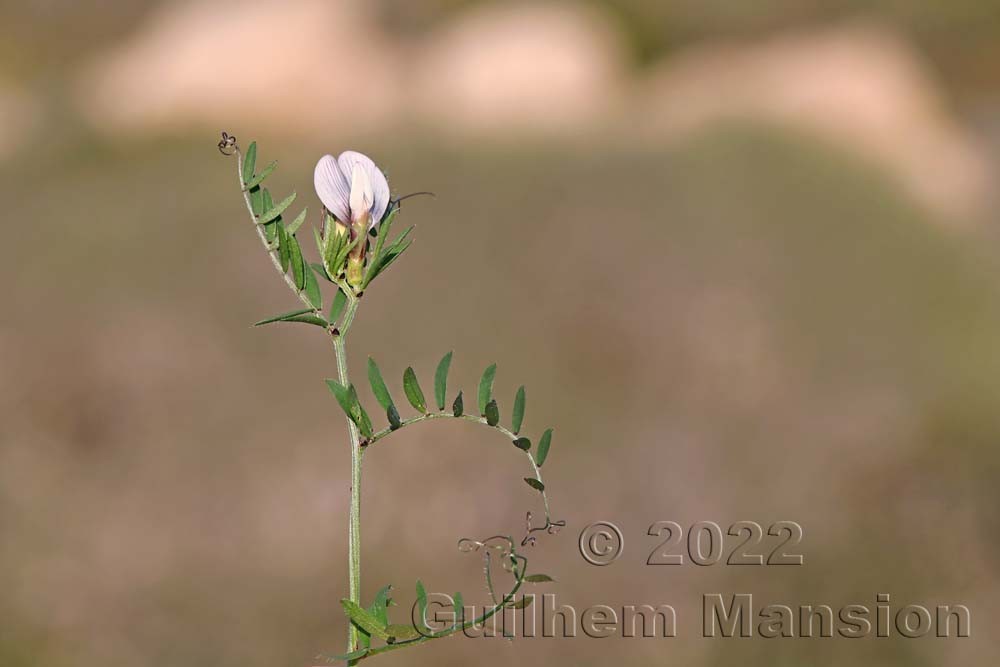 Vicia lutea