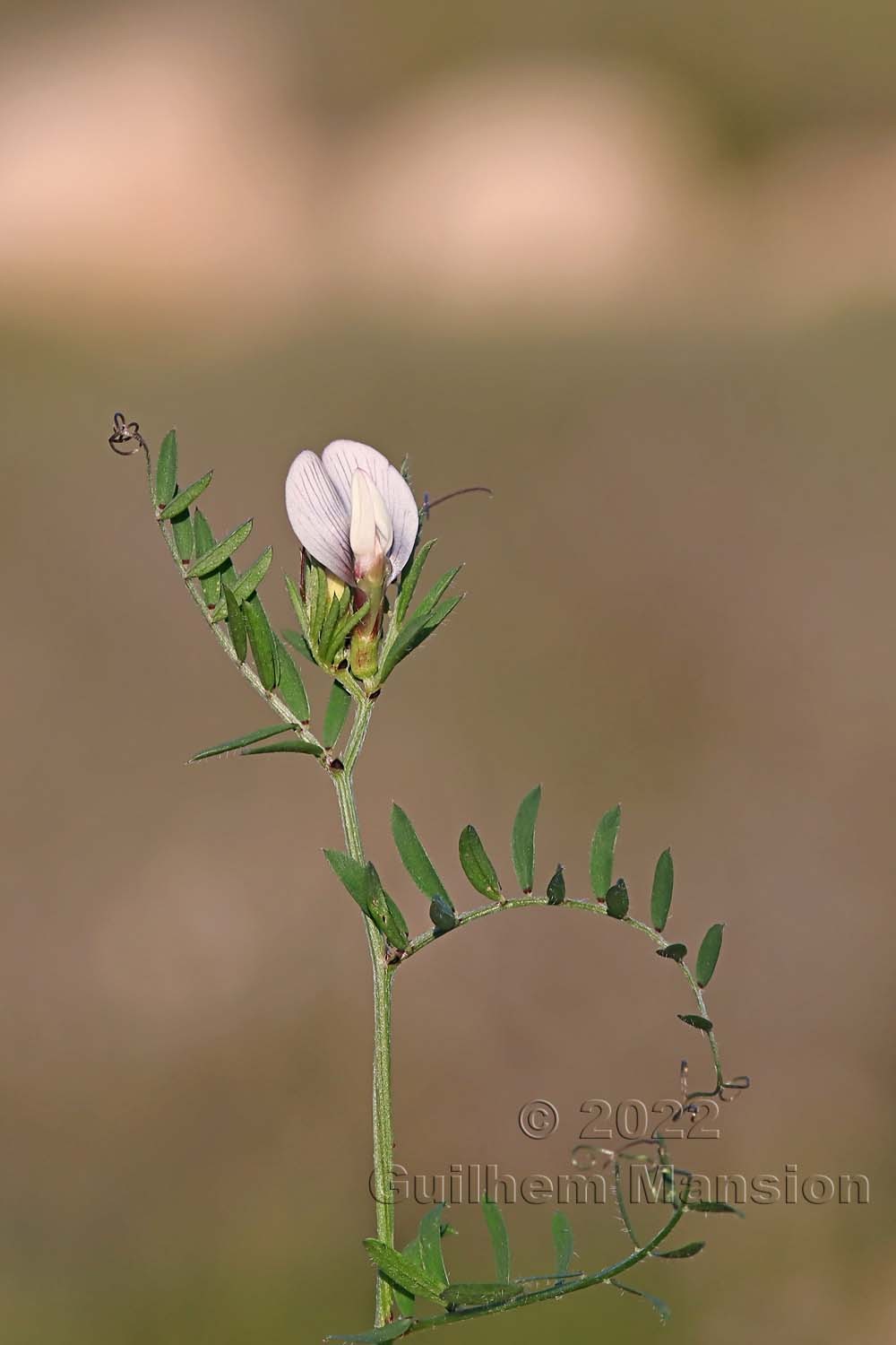 Vicia lutea