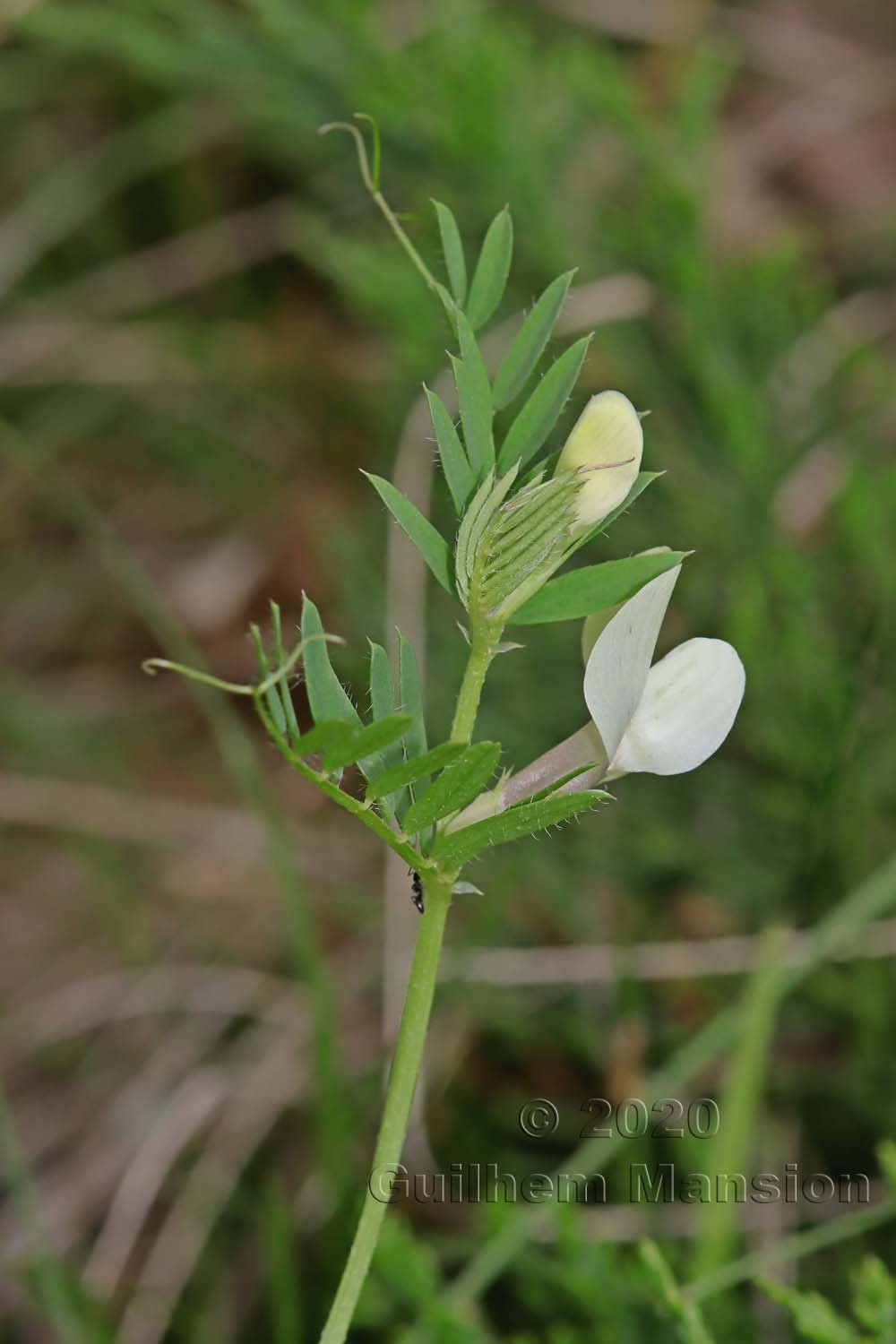 Vicia lutea