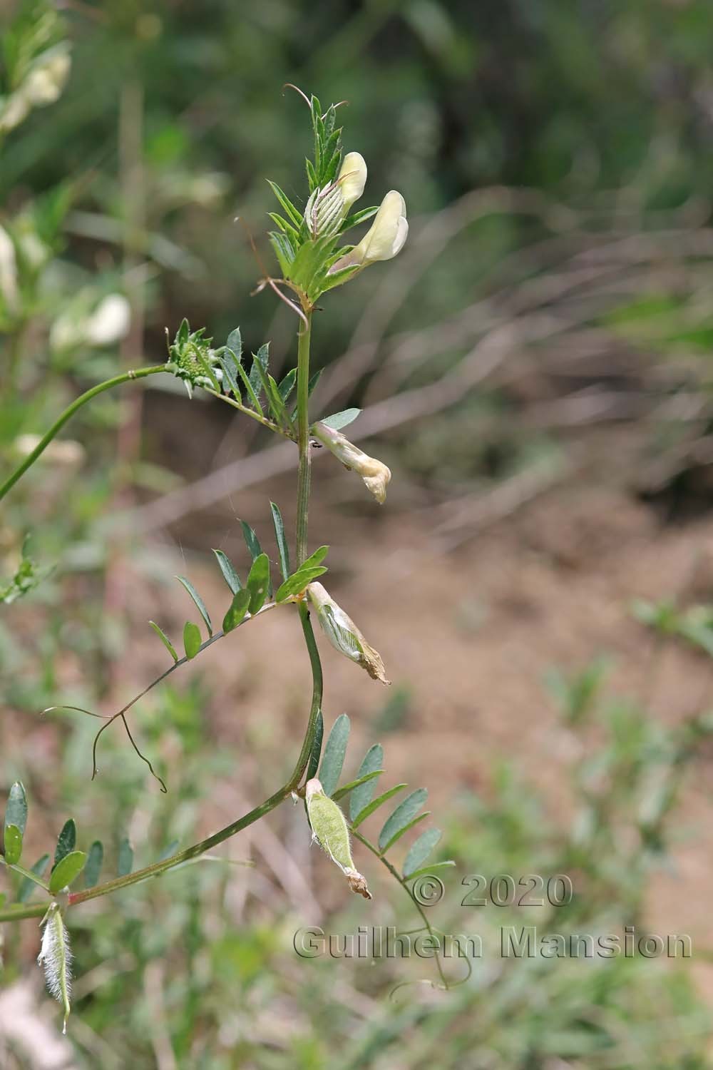 Vicia lutea