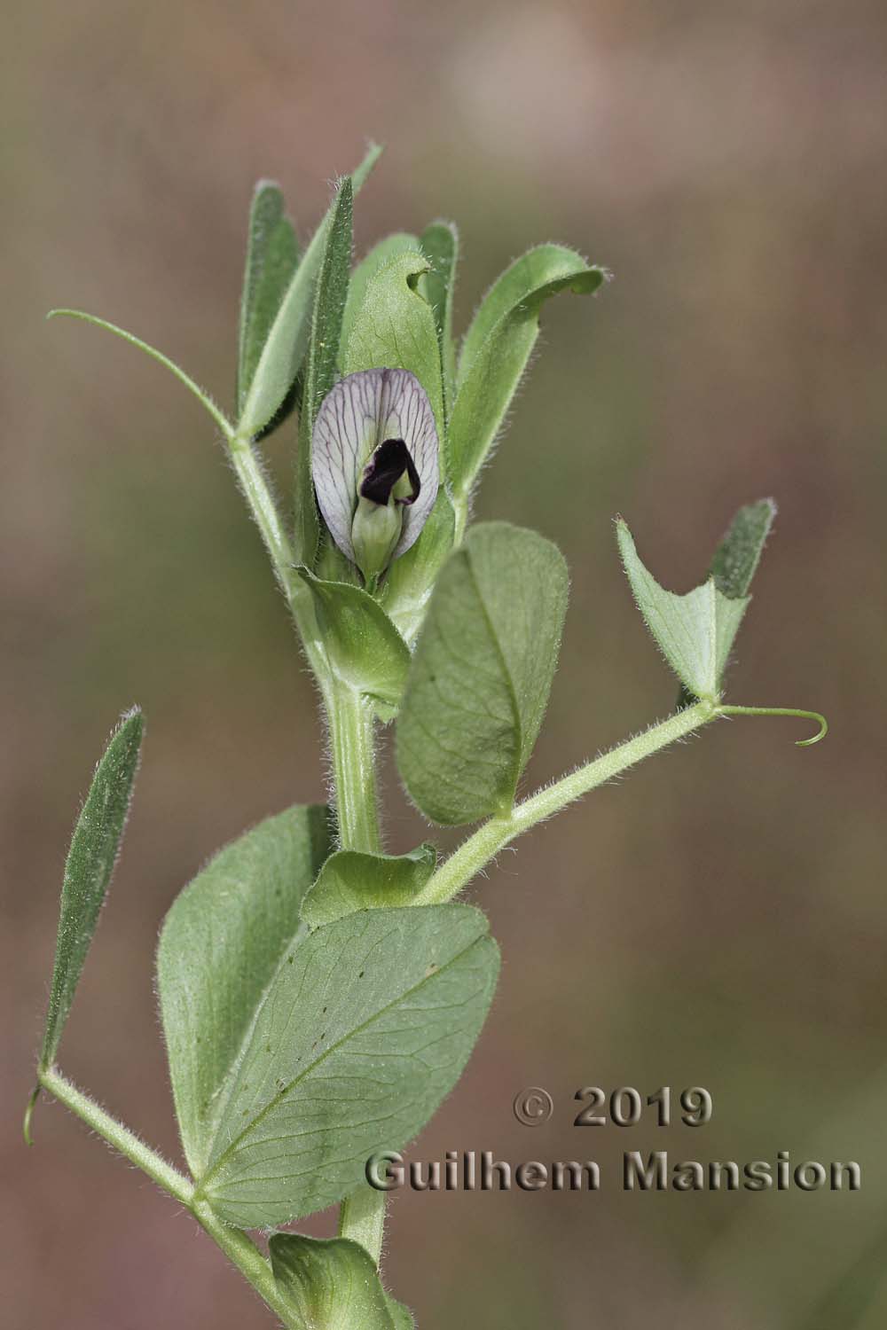 Vicia narbonensis