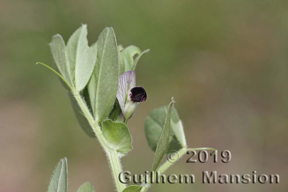 Vicia narbonensis