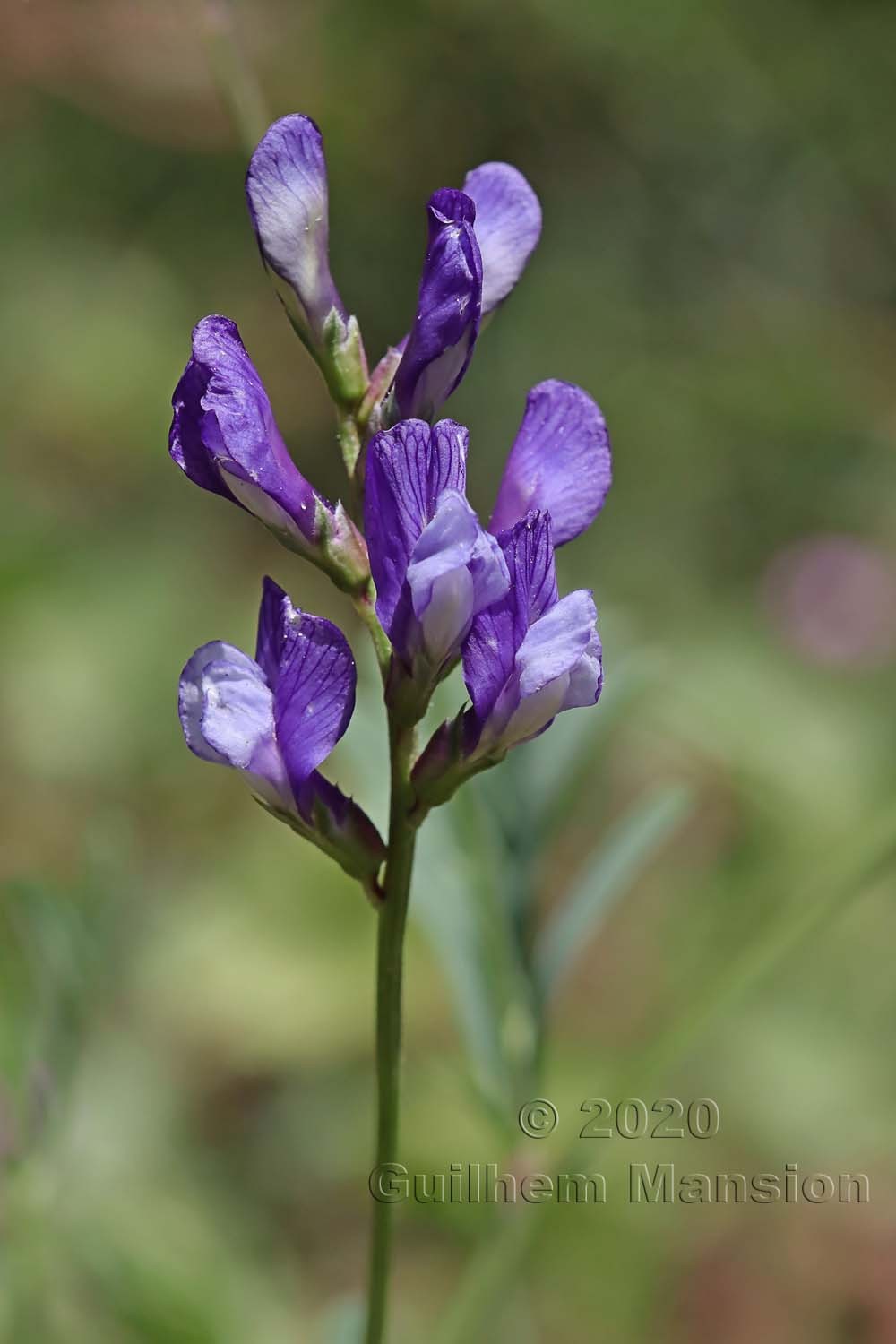 Vicia onobrychioides