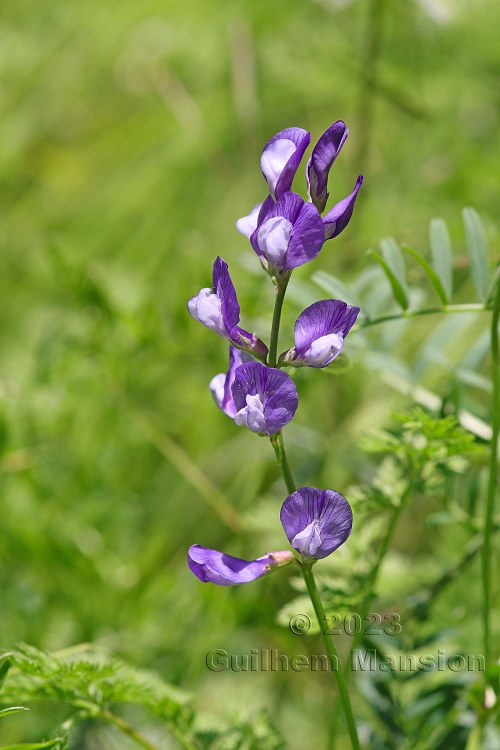 Vicia onobrychioides