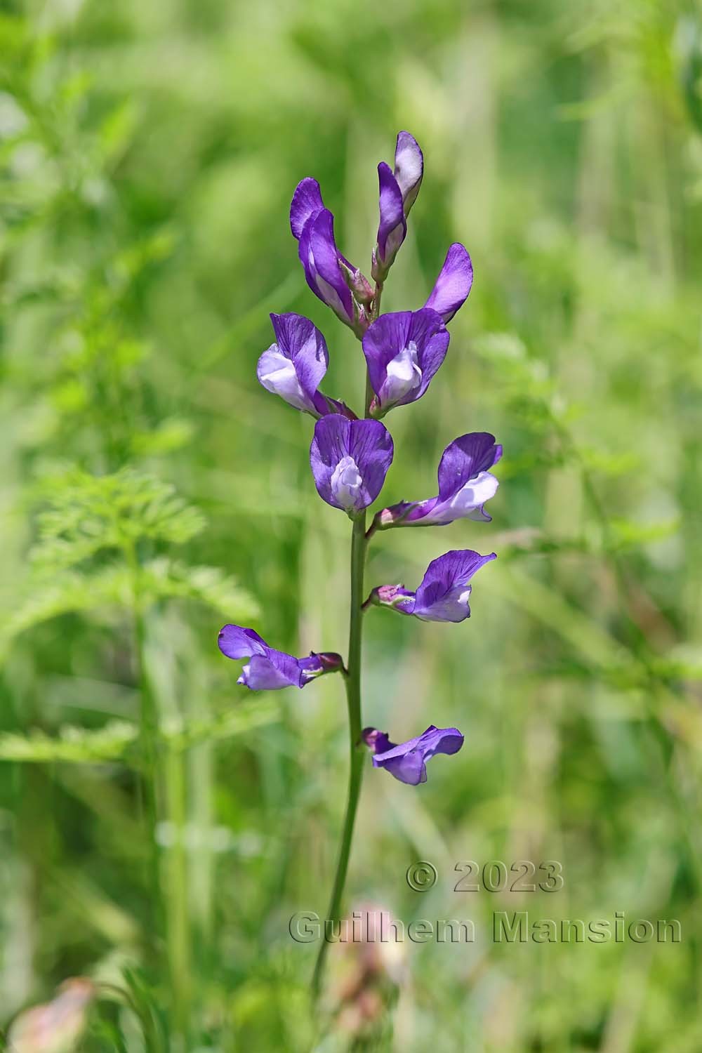 Vicia onobrychioides