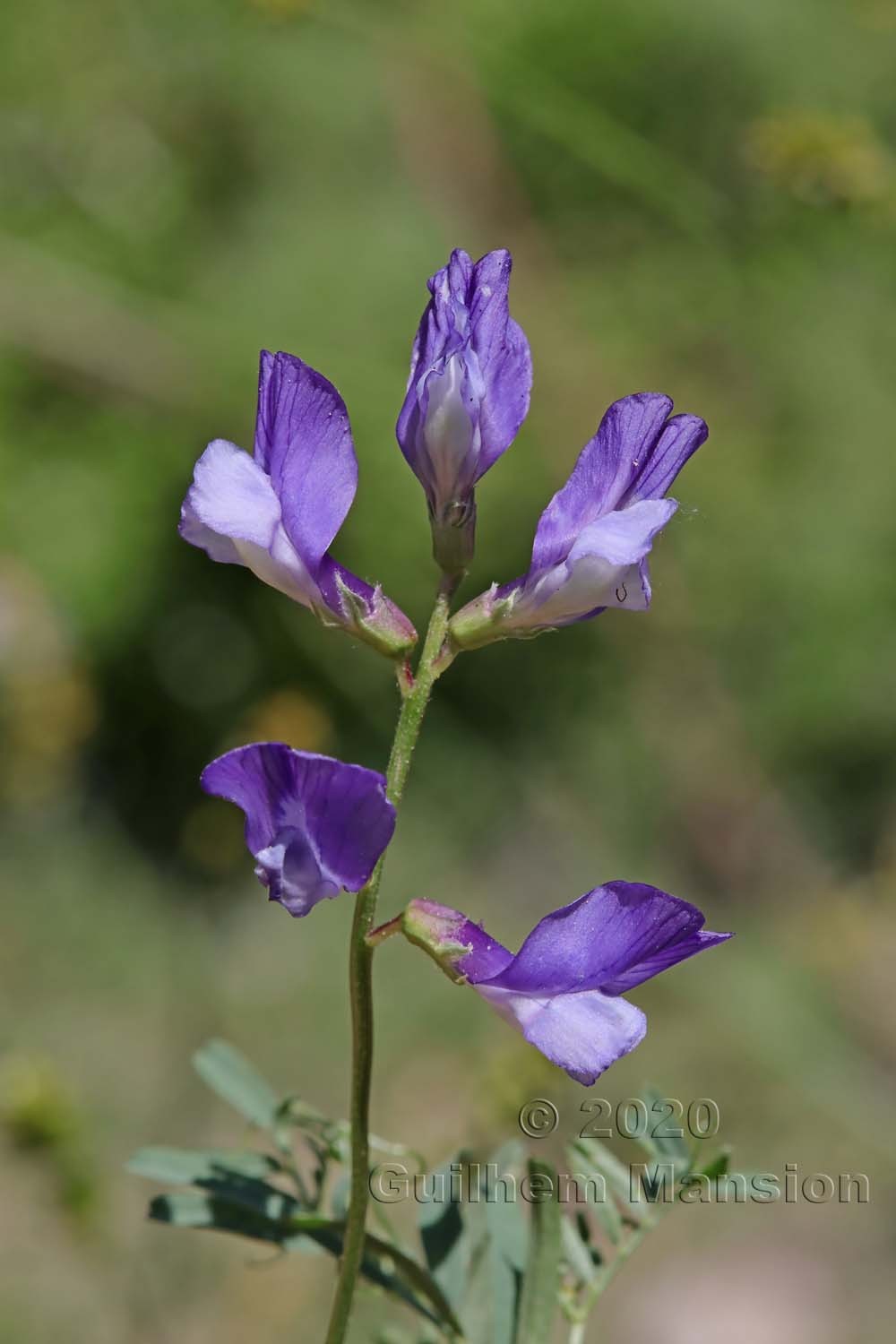 Vicia onobrychioides