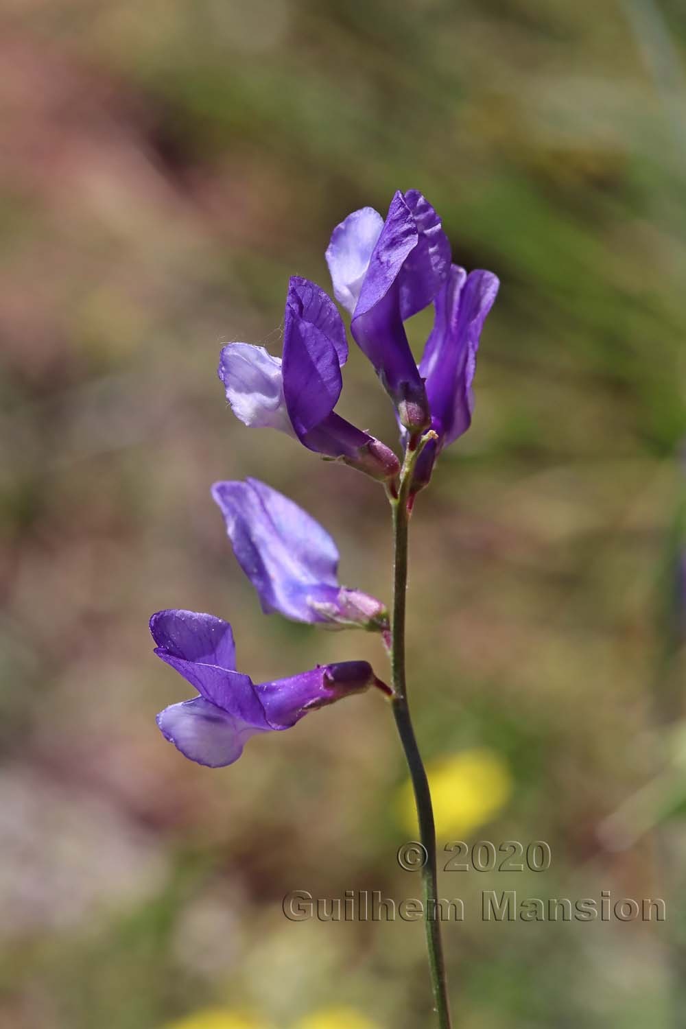 Vicia onobrychioides