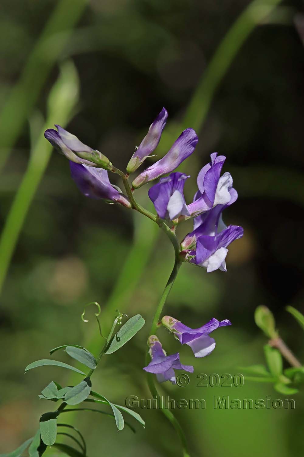 Vicia onobrychioides