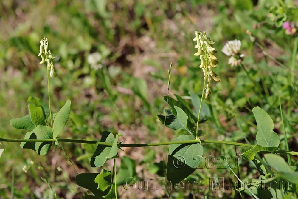 Vicia pisiformis