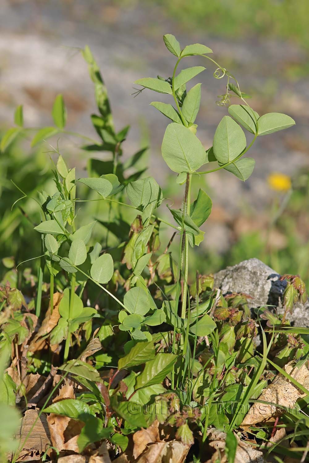 Vicia pisiformis