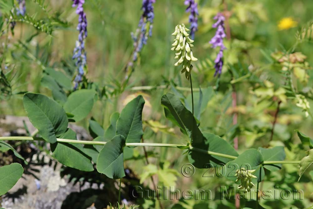 Vicia pisiformis