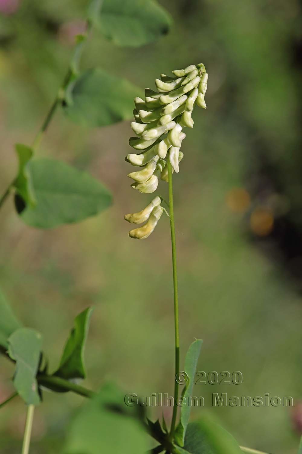 Vicia pisiformis