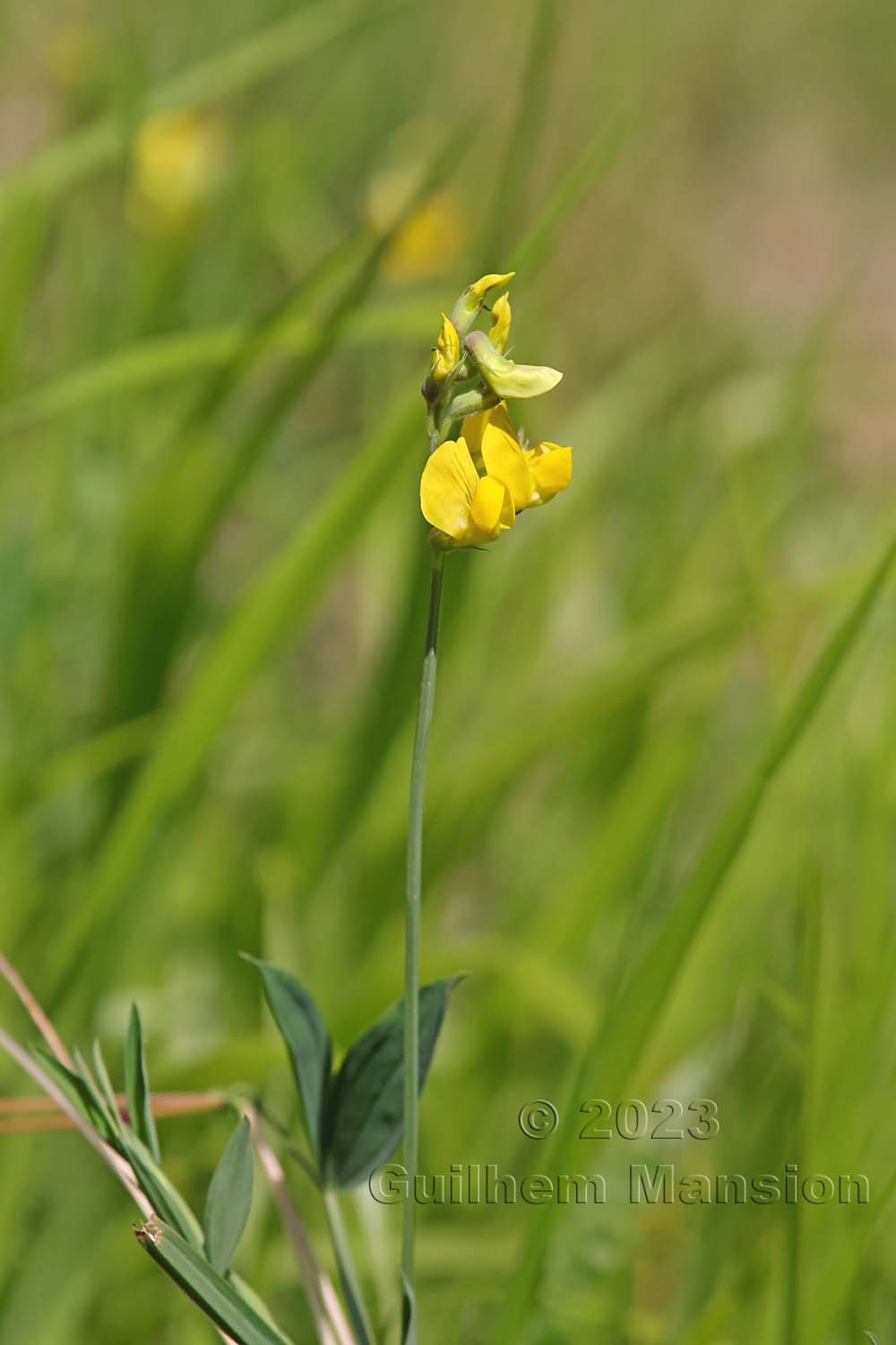 Lathyrus pratensis