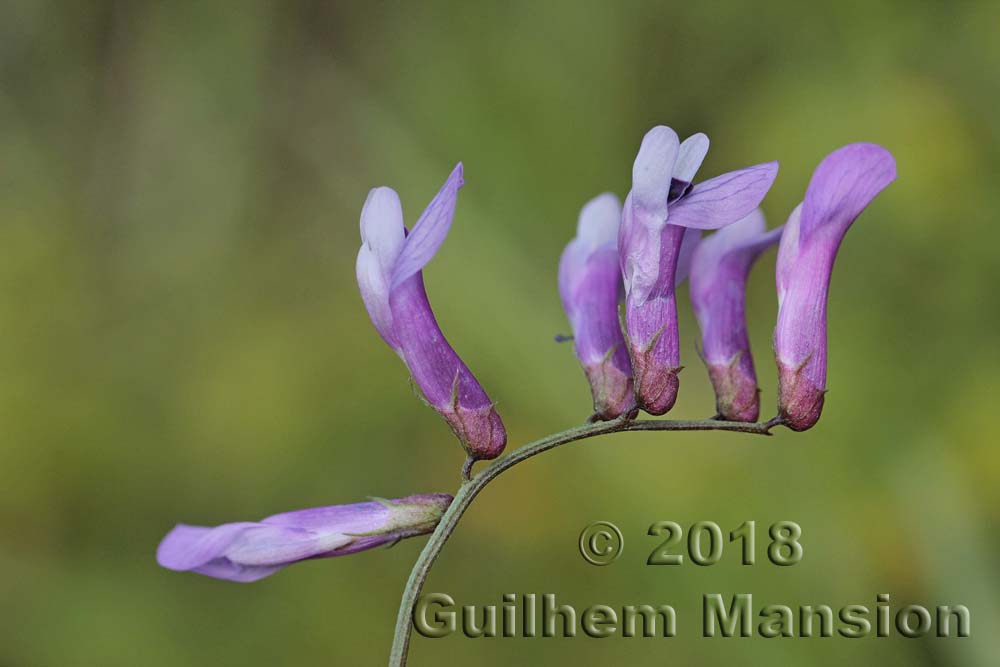 Vicia pseudocracca