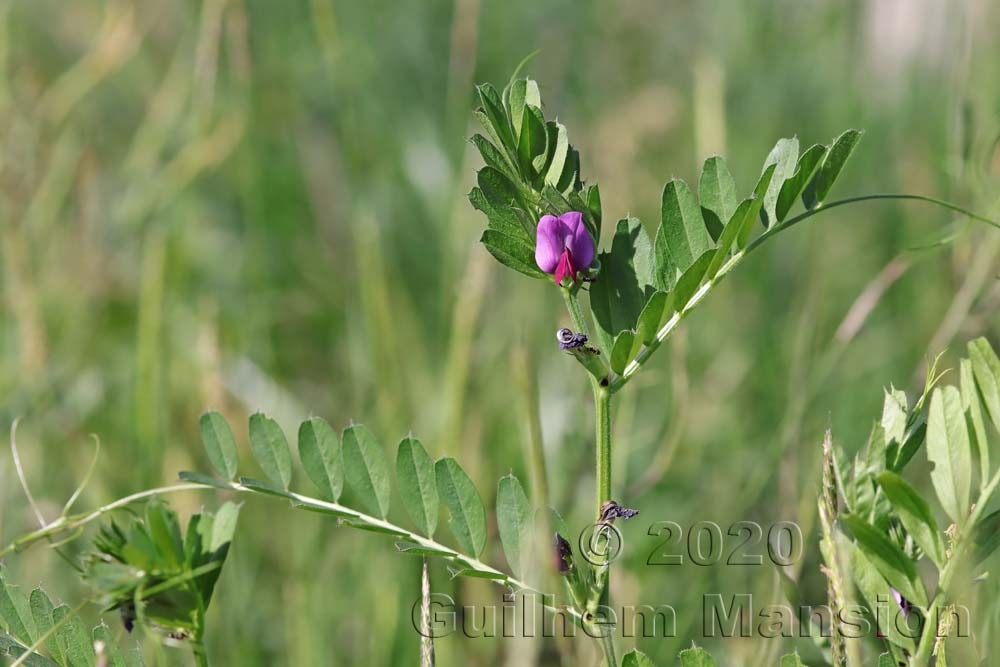 Vicia sativa