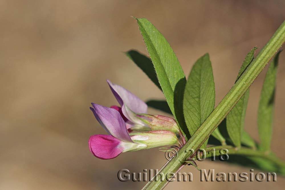 Vicia sativa