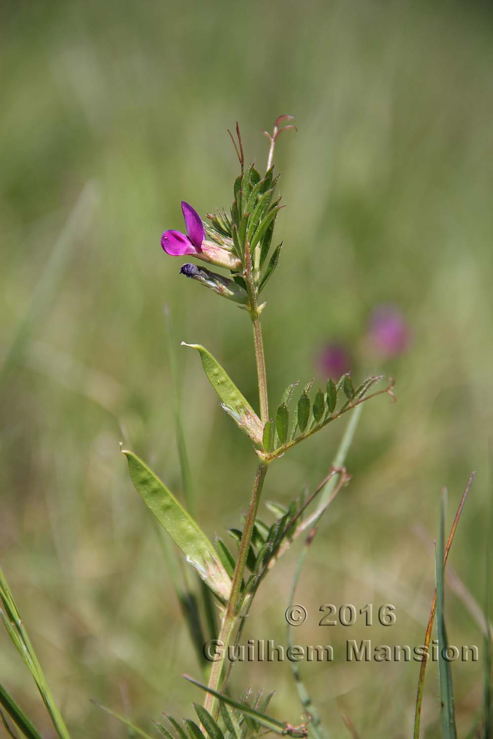 Vicia sativa