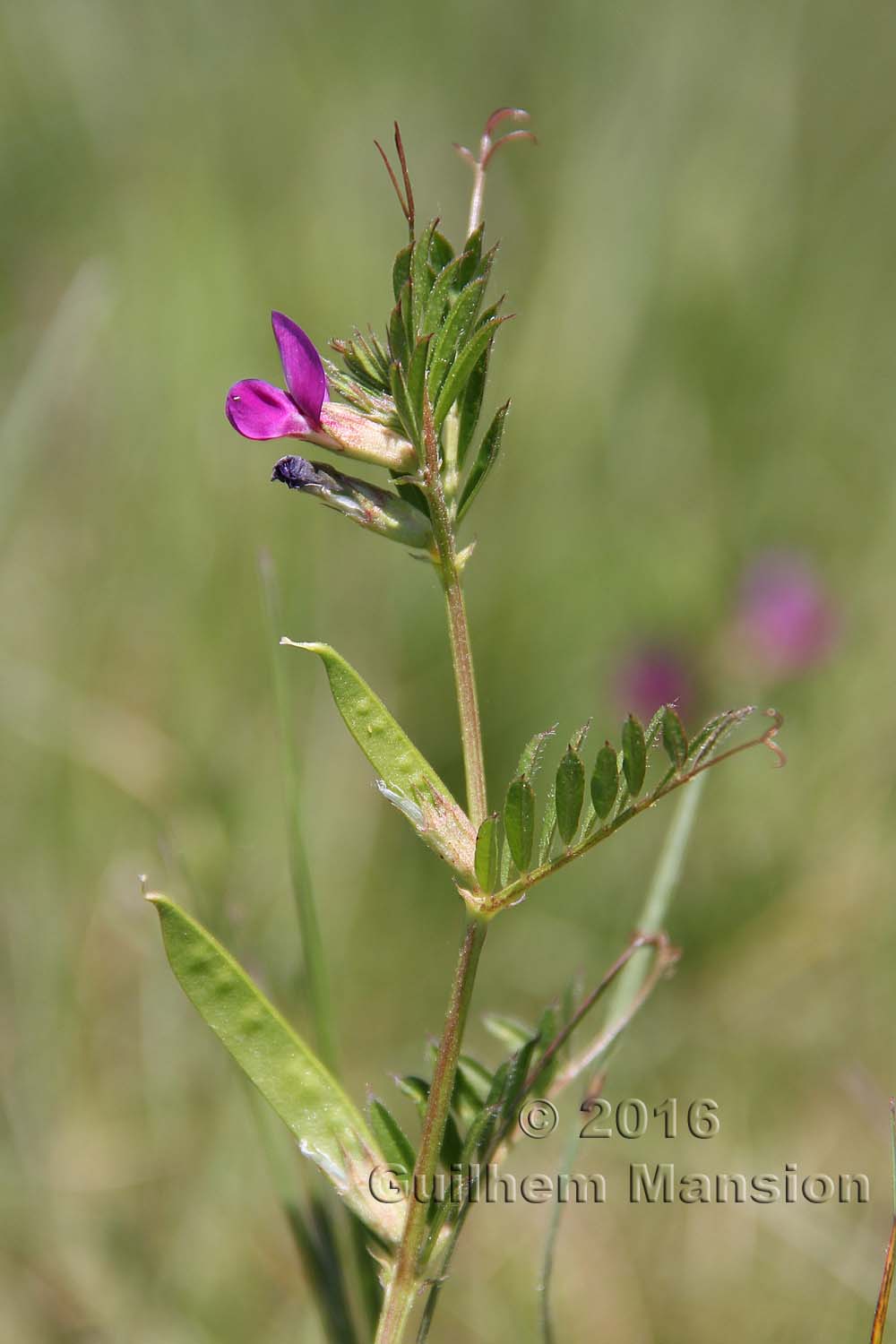 Vicia sativa