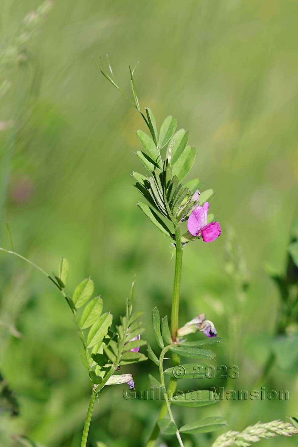 Vicia sativa