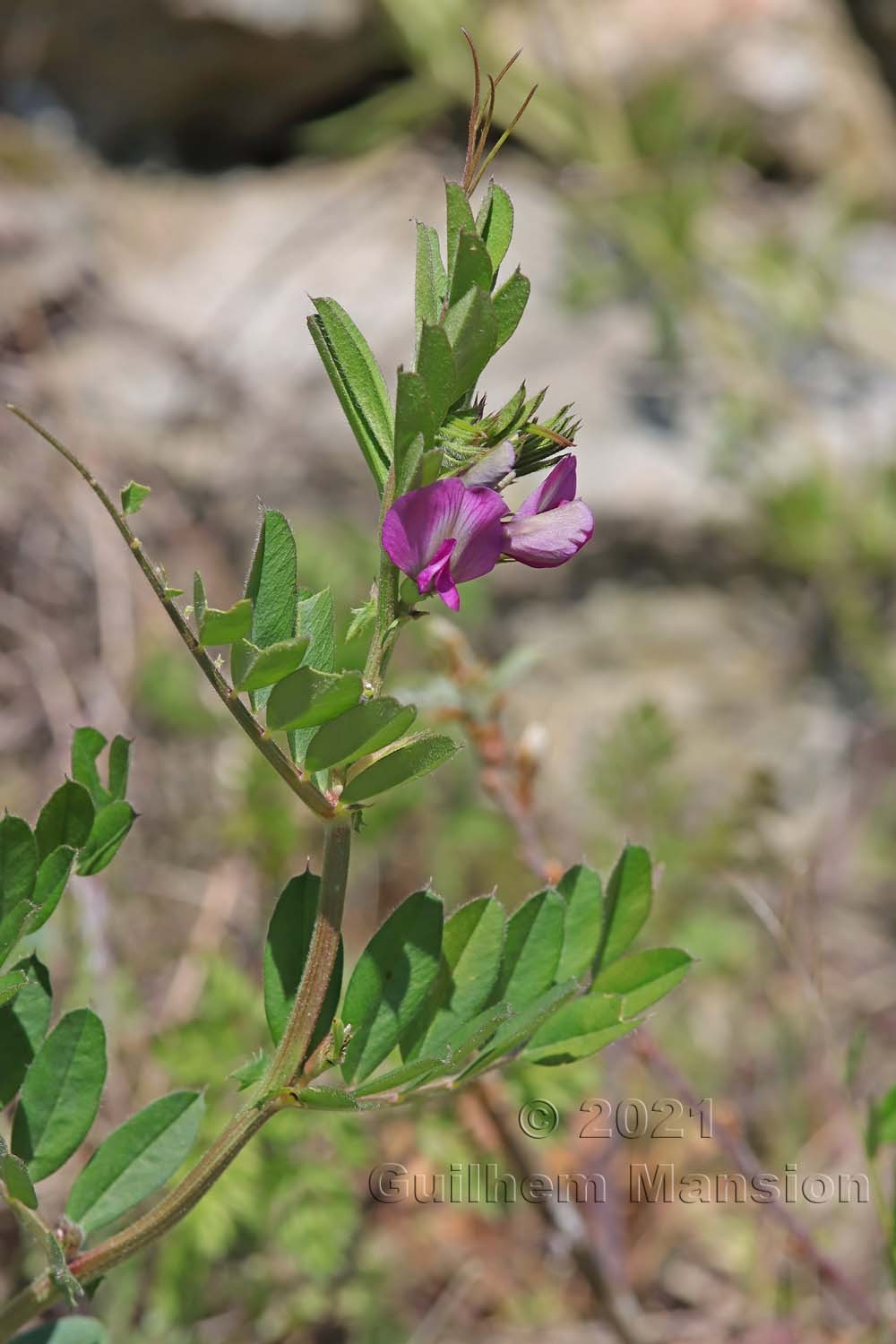 Vicia sativa