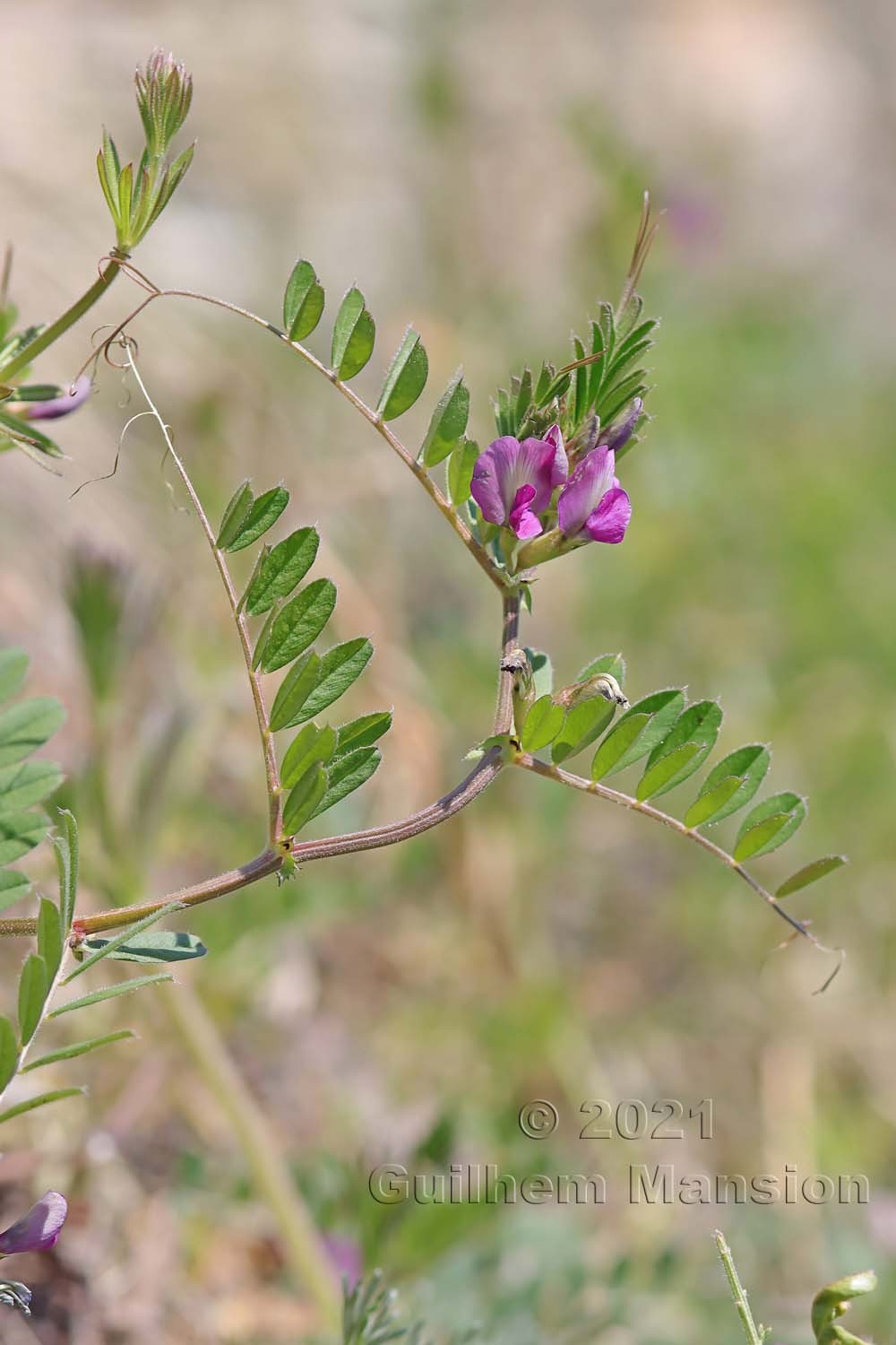 Vicia sativa