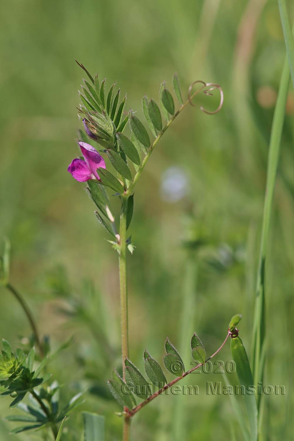 Vicia sativa