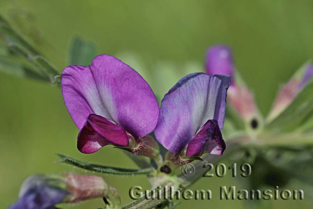 Vicia sativa