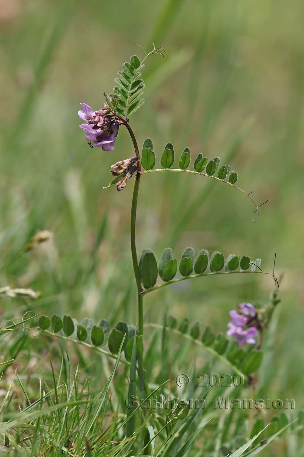 Vicia sepium