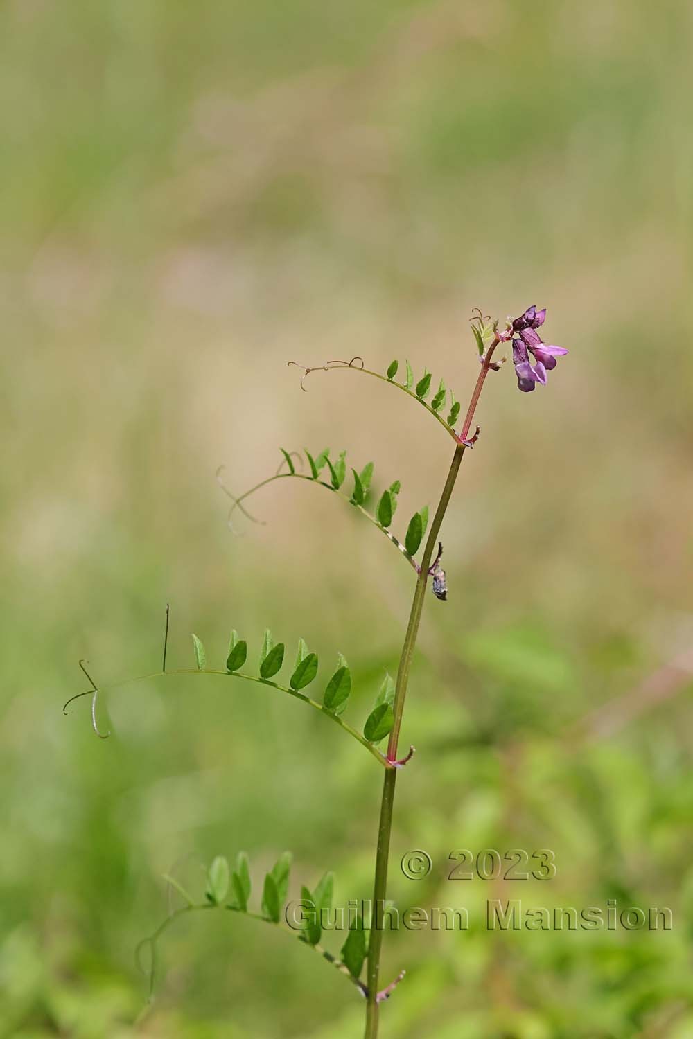 Vicia sepium